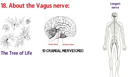 Vagus Nerve Tree Of Life Sacred Secretion Part 20 Youtube