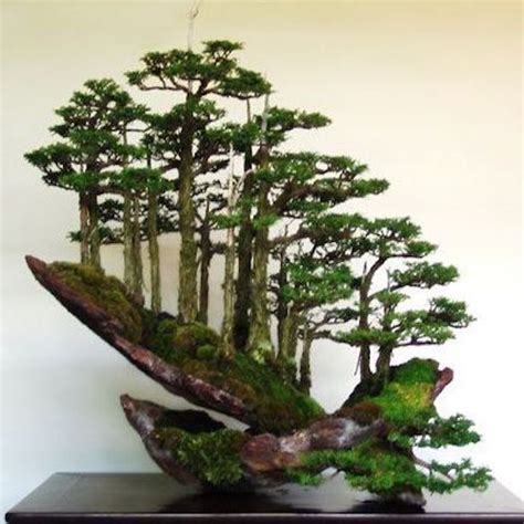Top 8 Stunning Rock Bonsai Trees Bonsai Empire