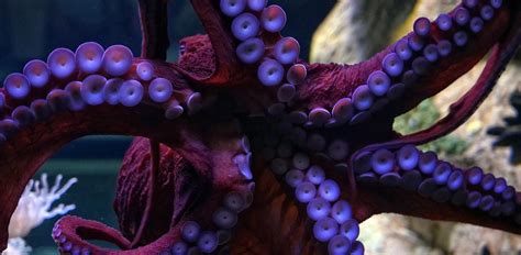 What Do Octopuses Eat All About The Octopus Diet