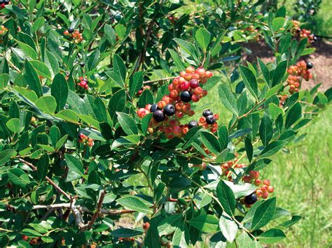 The branches also make great cut flowers. Summer Sunset Blueberry Plant -Pink/Blue/Yellow/Purple ...