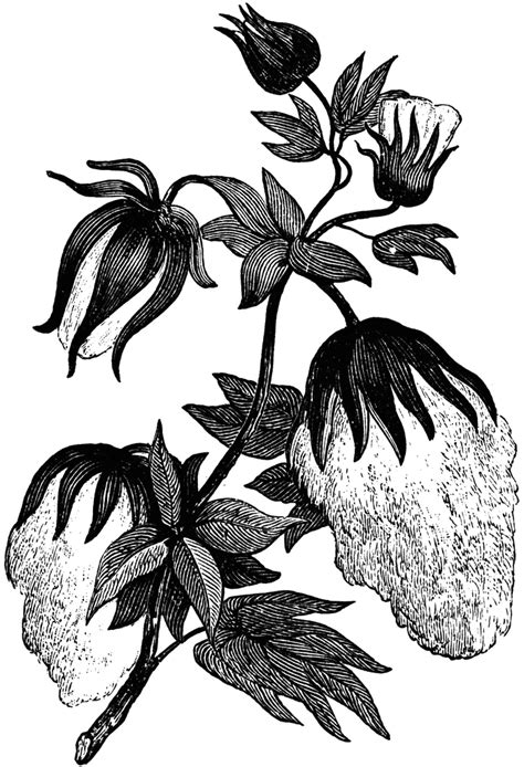 Cotton Plant Drawing