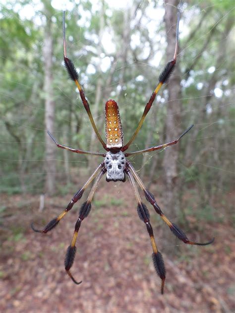 Spider Golden Silk Orb Weaver Arachnid Female Wildlife Natural