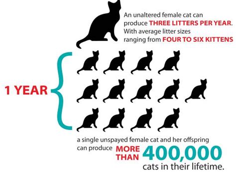 But there are many benefits of spaying when is the best time to spay a cat? Spay & Neuter - Ten Lives Cat Rescue