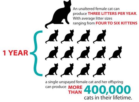 Together with the doctor, you can decide what the right age is for your kitten. Spay & Neuter - Ten Lives Cat Rescue