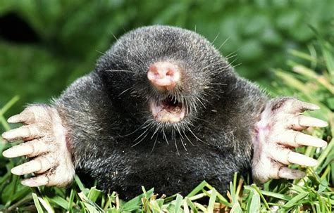 Mole Facts History Useful Information And Amazing Pictures