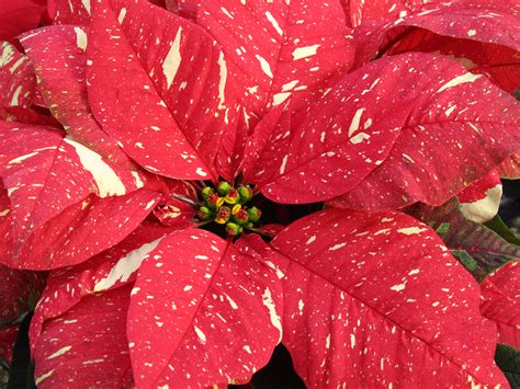 Is Poinsettia The December Birth Flower