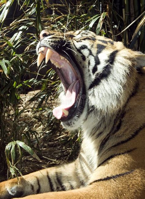 Wide Tiger Roar Stock Image Image Of Closeup Conservation 10980831