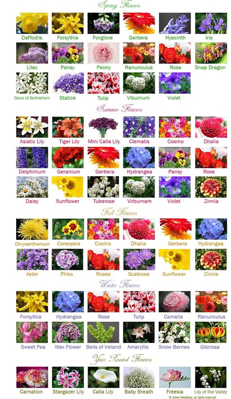 The 25 Best List Of Flower Names Ideas On Pinterest