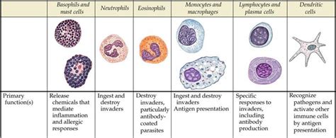 Doctors categorize leukemia based on which type of white blood cell is involved — lymphocytes or myeloid cells — and whether the illness is developing very quickly (acute. Leukocytes | Pearltrees