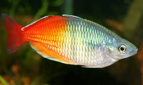 Rainbow Fish Melanotaeniidae Tropical Fish