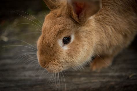 Free Photo Brown Domestic Rabbit