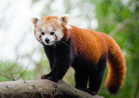 Check out our top 100 animal names on cuteness.com below. Sikkim - Explore the Land of the Glorious Red Panda