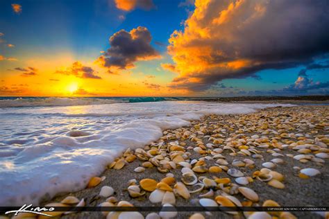 Shells On Beach During Florida Sunrise Royal Stock Photo