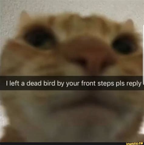 I Left A Dead Bird By Your Front Steps Pls Reply Ifunny