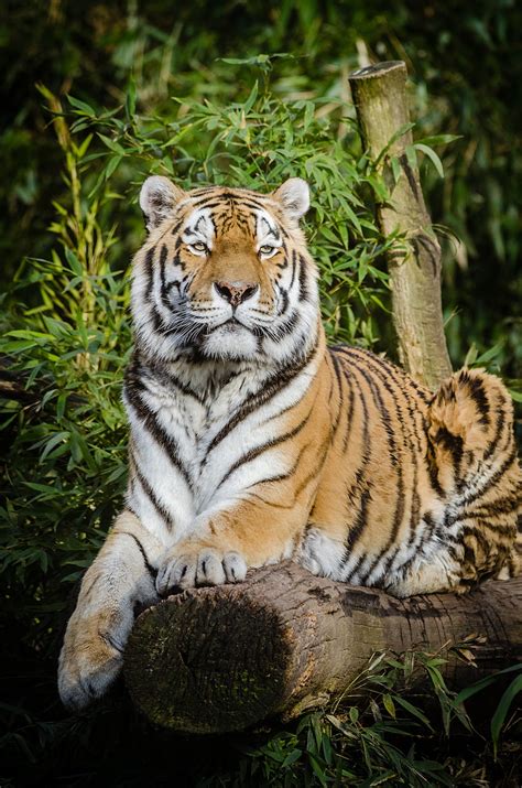 Animals Lies Big Cat Wildlife Tiger Siberian Tiger Hd Phone