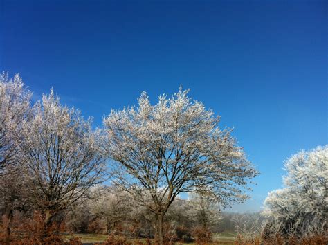 무료 이미지 나무 자연 분기 꽃 눈 겨울 구름 하늘 태양 햇빛 아침 서리 익은 가을 대조 푸른