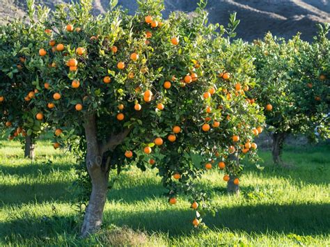 Growing Orange Trees Information On Taking Care Of An Orange Tree