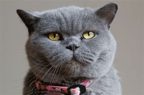 Фото британских кошек разных окрасов (голубой, мраморный и т. д.) | Сайт «Мурло»