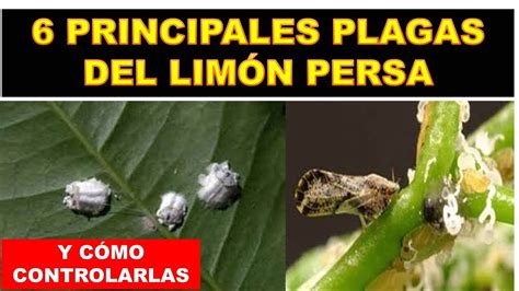 6 PRINCIPALES PLAGAS DEL LIMÓN PERSA Y CÓMO CONTROLARLAS limon YouTube