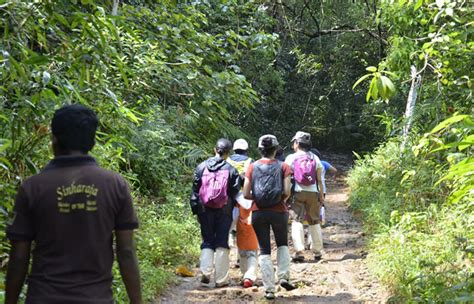 Day Tours To Sinharaja Rain Forest Departing From Colombo Rain Forest