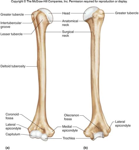 Bones and muscles labeled 12 photos of the bones and muscles labeled bone and muscle labeling quiz, bones and muscles labeled. Appendicular Skeleton - Anatomy 47 with Leticia ...