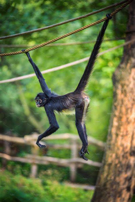 Geoffroys Spider Monkey On A Rope Containing Geoffroys Spider Monkey