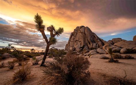 Joshua Tree National Park Is Located In Which Us State Guess The