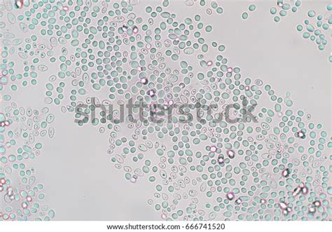 Budding Yeast Cell Under Microscope Stock Photo Edit Now 666741520