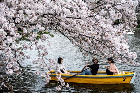 Japans Famous Cherry Blossoms See Early Bloom Amid Warming