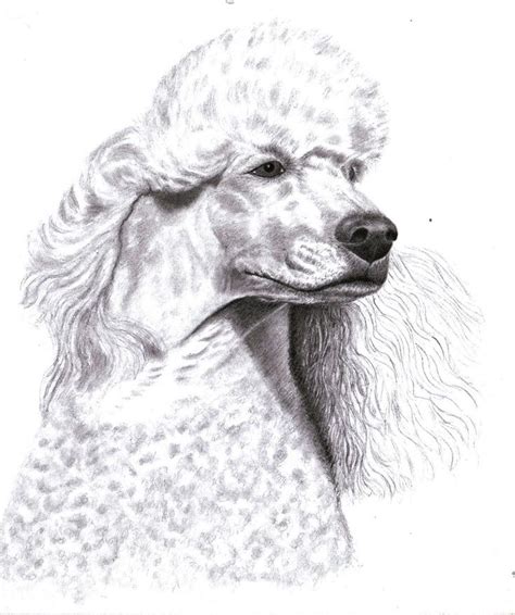 Solution to a dog knot stuck problem and other tips for a knotted canine. poodle top knot styles - Google Search | Poodle drawing ...