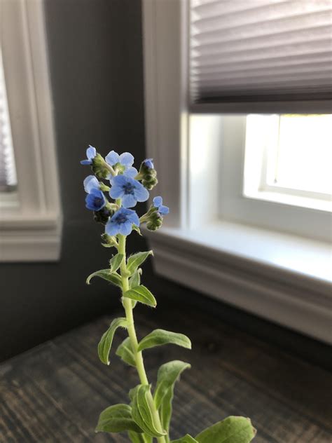 We did not find results for: Thank you to this sub for helping me grow my first flowers ...