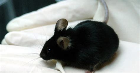 Mito O Realidad ¿a Los Ratones Les Gusta Comer Queso Infobae