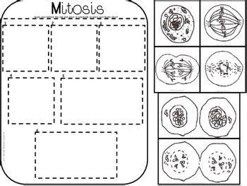 Other results for onion root tip mitosis lab answer key: Onion Cell Mitosis Worksheet Answers Key - worksheet