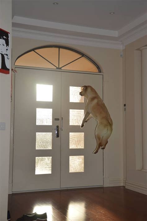 The 40 Most Perfectly Timed Dog Photos Youve Ever Seen