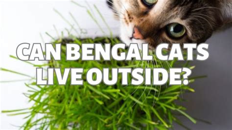Can Bengal Cats Go Outside Authentic Bengal Cats