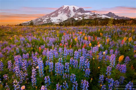 Mt Rainier Wildflowers And Sunset Wildflowers At Rainier Flickr