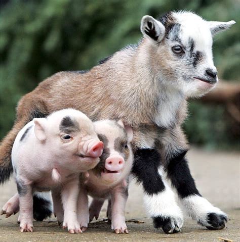 Goat And Piglet Photos Animal Odd Couples Ny Daily News