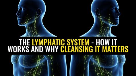 The Lymphatic System How It Works And Why Cleansing It Matters Youtube
