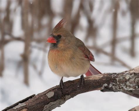 The Birds Of Winter New Hampshire Public Radio
