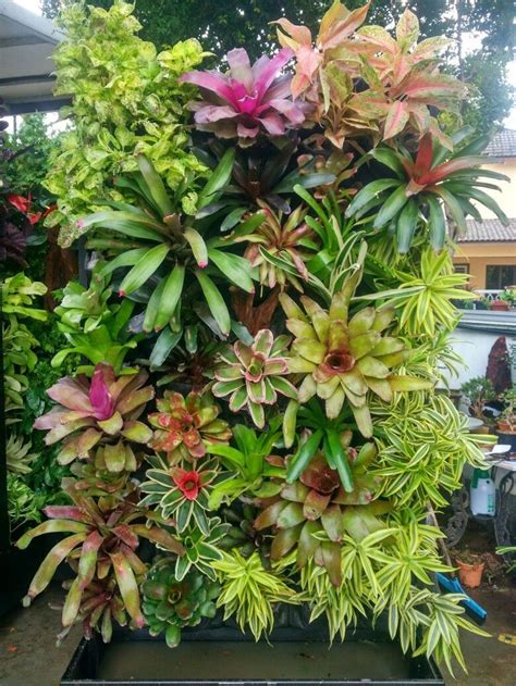 Plants with a jungle look can create an extraordinary home landscape.with leaves of unusual shapes and colors and a sprinkling of bright flowers. 50 Succulents Living Walls Vertical Gardens Ideas ...