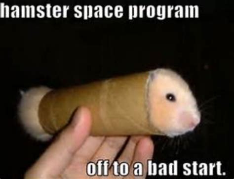 Pin By Jake Drexel On Funny But Cute Funny Hamsters Hamster Cute Hamsters