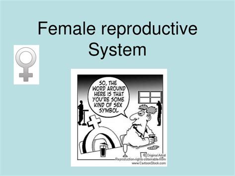 Female Reproductive System PowerPoint Slides