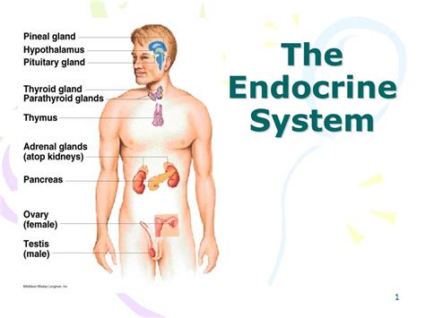What Is Endocrine System Ppt Printable Templates