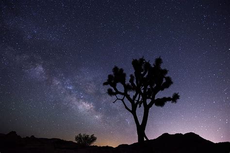 Tree Starry Sky Evening Stars Silhouette Hd Wallpaper Peakpx