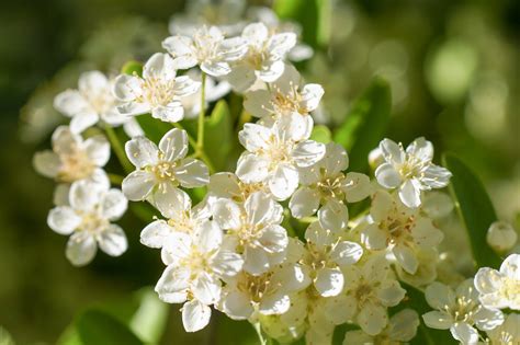 Two Free Photos Of Some Small White Flowers