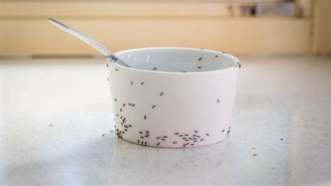 Haben viele ameisen im wohnzimmer. Ameisen im Haus: 7 Hausmittel und Tipps, die sofort helfen