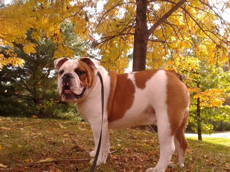 You can find the bullmastiff from popular websites such as adoptapet, gumtree, marketplace, puppyfind etc. Old English Bulldog Puppies For Sale Near Me