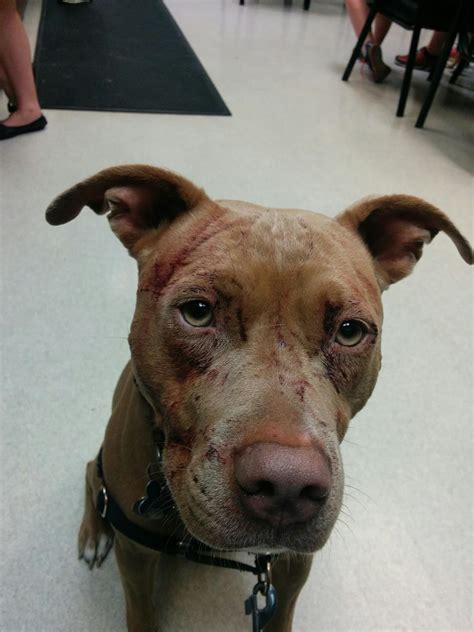 Pit Bull Dog And Owner Mauled By Cat