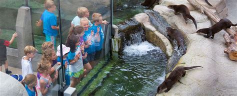 Plan Your Visit Things To Do In Chattanooga Tennessee Aquarium
