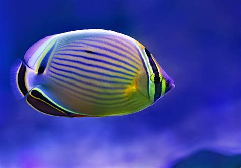 Butterfly Fish Pictures | Download Free Images on Unsplash